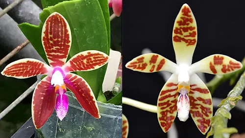 Phalaenopsis corningiana x sumatrana