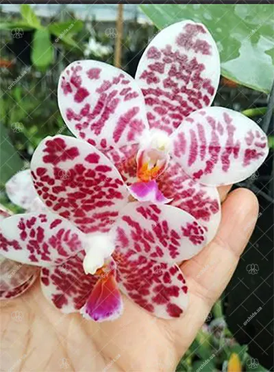 Phalaenopsis Auspice Knight 'KF'