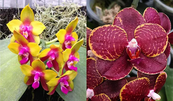 Phalaenopsis Dragon Tree Eagle 'DT168 x  Chienlung Golden Diamond