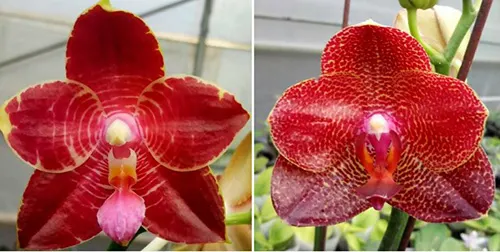 Phalaenopsis Zheng Min Tyrannosaurus 'Mituo Zheng #1'  x Mituo Sun x (Mituo Sun - Ching Her Buddha)