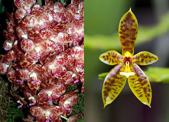 Phalaenopsis gigantea x cornu-cervi