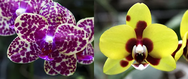 Phalaenopsis Chingher Buddha x Sogo Dio