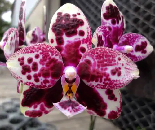 Phalaenopsis TH's Pit Viper