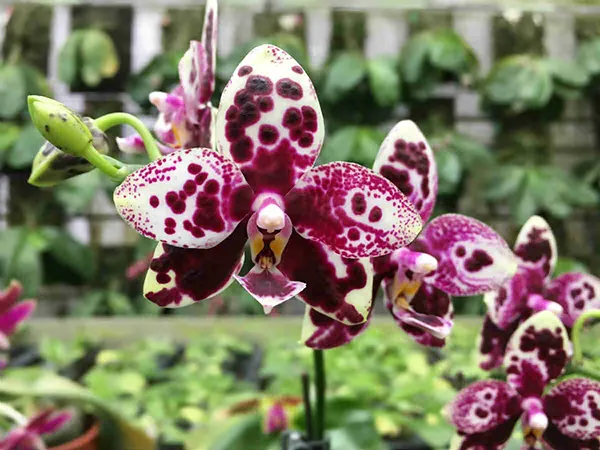Phalaenopsis TH's Pit Viper