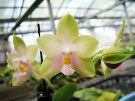 Phalaenopsis violacea alba x Tsay's Evergreen