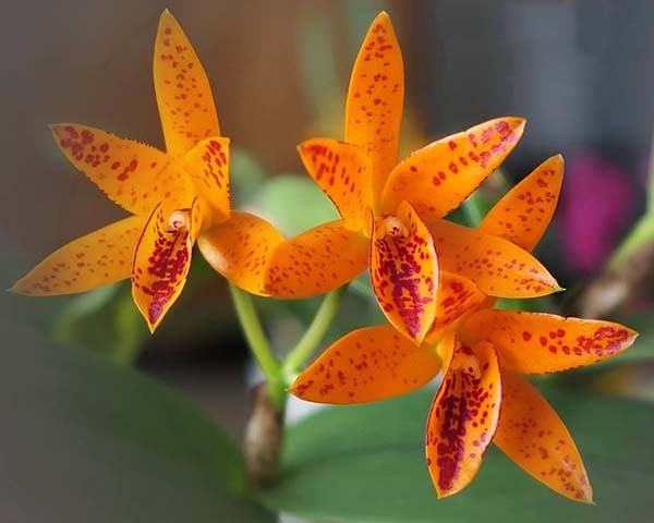 Guarianthe aurantiaca 'Mishima Spot'