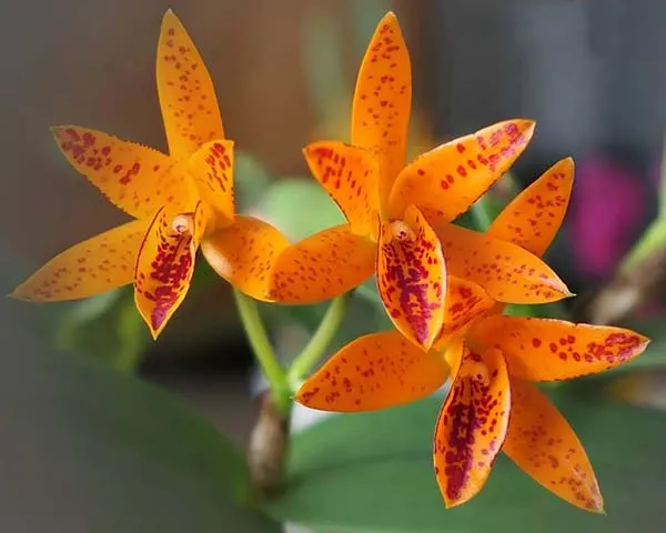 Guarianthe aurantiaca 'Mishima Spot'