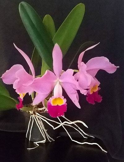 Cattleya eldorado 'M. Ito'