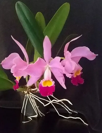 Cattleya eldorado 'M. Ito'