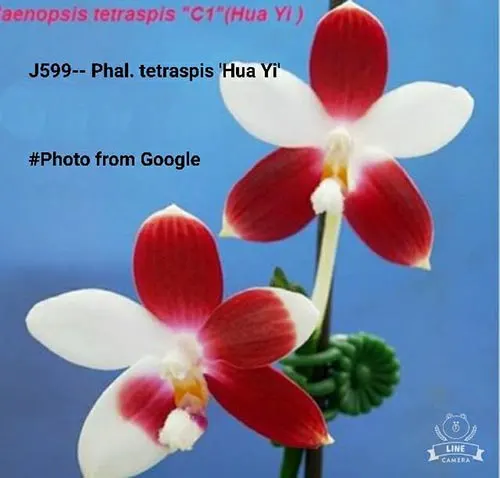 Phalaenopsis tetraspis 'Hua Yi'