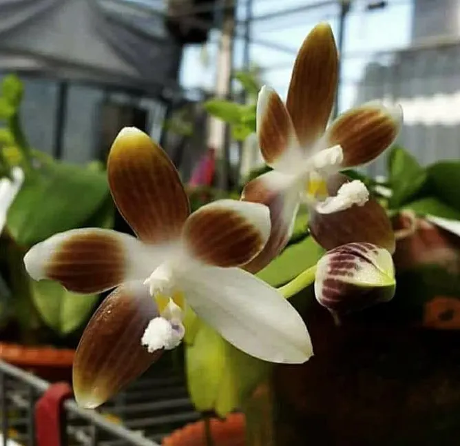 Phalaenopsis Jennifer Palermo (tetraspis 'Su's Coffee Candy' x violacea coerulea)