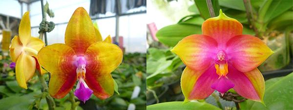 Phalaenopsis Ld's Bear King 'YK-14' x (Ya-Yi Qin x Yin's Bellina Kaiulani)