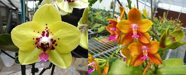 Phalaenopsis Diamond Beauty '1202' x Ld's Bear King 'YK7'