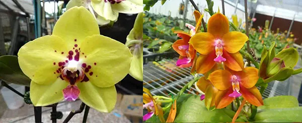 Phalaenopsis Diamond Beauty '1202' x Ld's Bear King 'YK7'