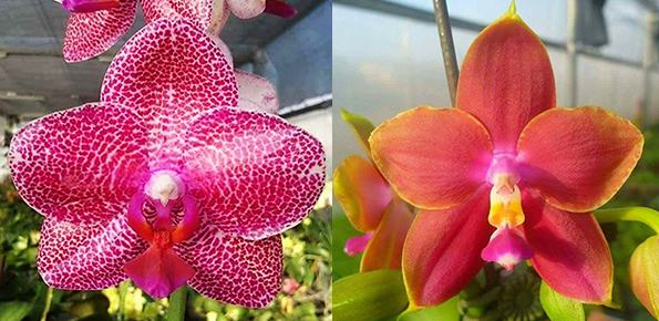 Phalaenopsis Mituo Sun 'Mituo#2' x Mituo King Bellina