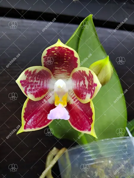 Phalaenopsis Pylo's Decorated Canary 'Prince'