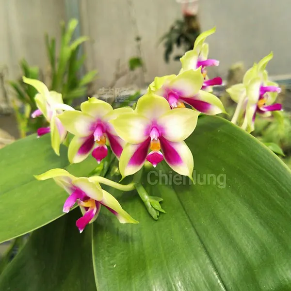 Phalaenopsis Samera 'Chien Lung'