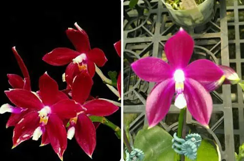 Phalaenopsis tetraspis 'Red' x 'Purple'