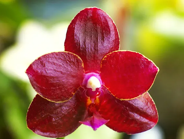 Phalaenopsis (AL Sun Tiger x Zheng Min Tyrannosaurus)