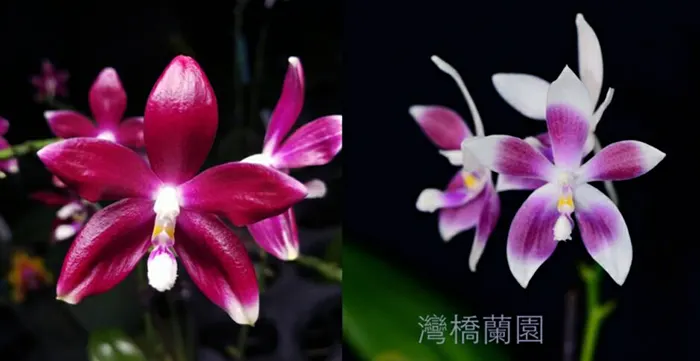 Phalaenopsis tetraspis 'Red' x 'Blue'