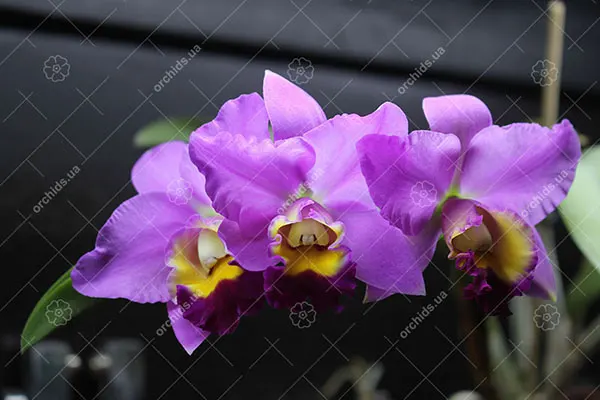 Sophrolaeliocattleya Sierra Doll
