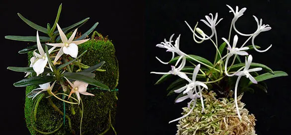 Angraecum didieri x Neofinetia falcata