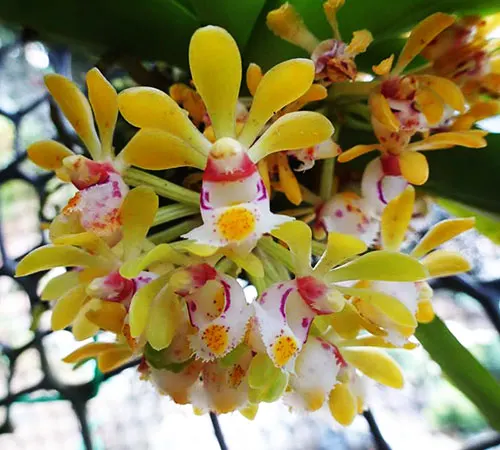 Gastrochilus obliquus