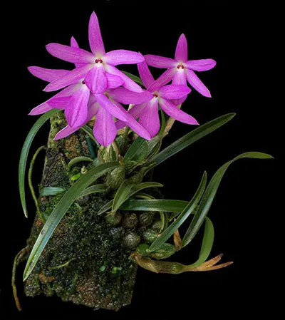 Isabelia violacea