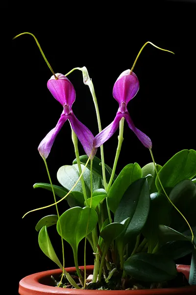 Masdevallia setacea