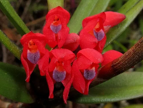 Maxillaria ruberrima