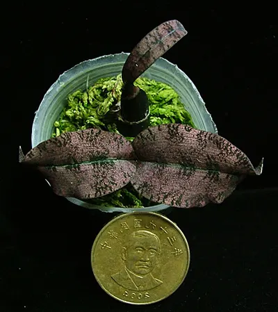 Oeceoclades roseovariegata