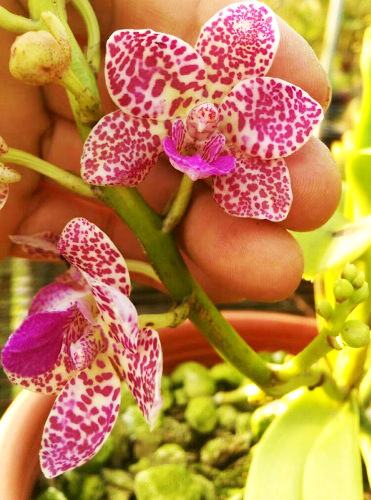 (Sedirea japonica-Vandopsis parishii) x Rhynchostylis gigiantea