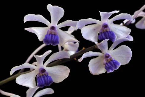 Holcoglossum flavescens x Vanda coerulescens