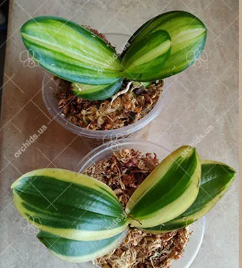 Phalaenopsis amabilis variegated