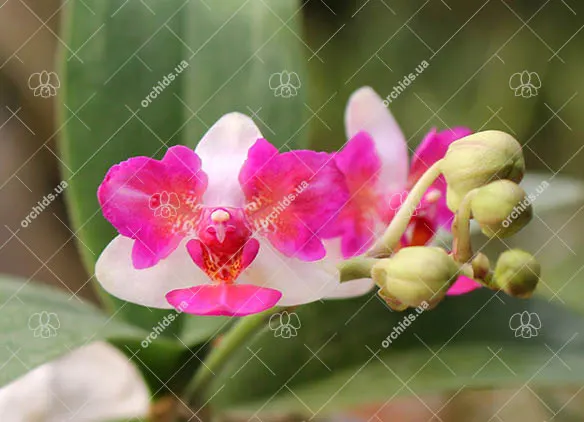 Phalaenopsis Liu's Berry 'ES'