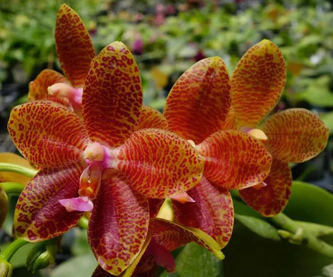 Phalaenopsis Ld Mok Chio