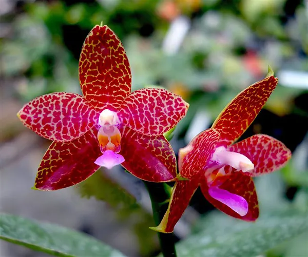 Phalaenopsis Ld Mok Chio x Chienlung Mosaics #1