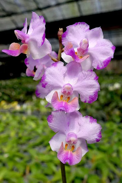 Phalaenopsis Memoria Val Rettig 'Pink'