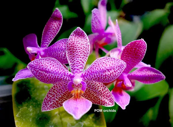 Phalaenopsis Yaphon Snow White 'POM'