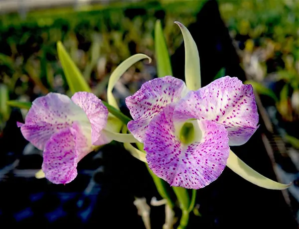 Brassocattleya Air Mososa 'Mickey Mouse' (Cattleya moscombe x Brassavola nodosa)