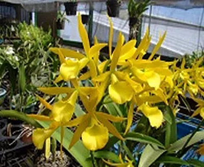 Rhyncholaeliocattleya Chushan