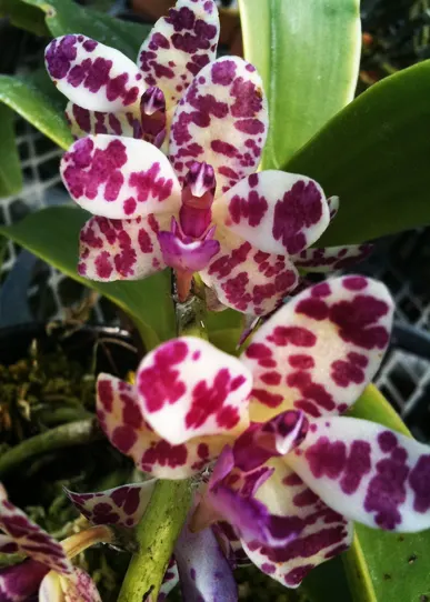Rhynchorides Dragon Charmy (Sedirea japonica x Rhynchostylis gigantea)