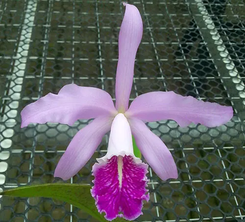 Cattleya maxima 'Chief' (hybrid)