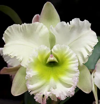 Rhyncholaeliocattleya Chunfong Apple 'Chief Jade'