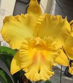 Rhyncholaeliocattleya Shinfong Luohyang x Haadyai Delight