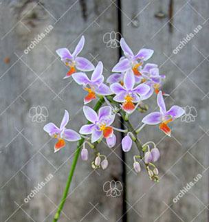 Phalaenopsis equestris (orange lip)