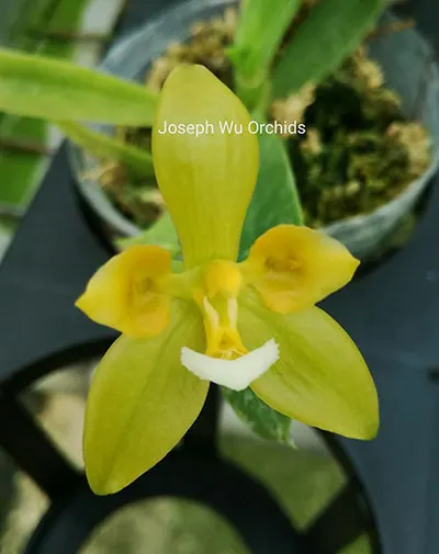 Phalaenopsis cornu-cervi (Green peloric) 'Joseph Wu'