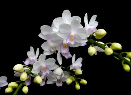 Phalaenopsis Joy Green Bee 'Green Bee'