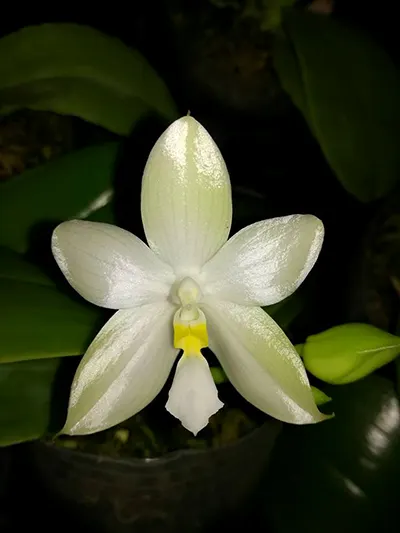 Phalaenopsis Cherry Spot alba (pulchra alba x bellina alba)