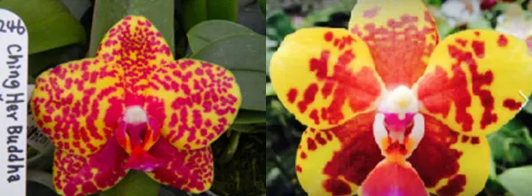 Phalaenopsis (Fortune Buddha x Haur Jin Diamond) x (Ching Her Buddha x Tai-Yi Yellow Bird)
